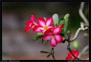 nature/05/_mg_8386x.jpg