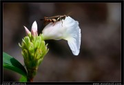 nature/05/_mg_8389x.jpg