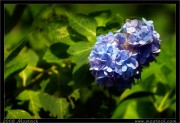 nature/05/_mg_8392x.jpg