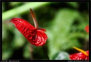 nature/05/_mg_8399x.jpg