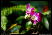 nature/05/_mg_8406x.jpg
