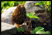 nature/07/_mg_0230x.jpg