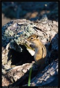 nature/08/_mg_6555x.jpg