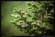 nature/08/_mg_6647x.jpg
