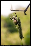 nature/08/_mg_6678x.jpg