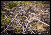nature/08/_mg_6705x.jpg