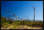 nature/08/_mg_6716x.jpg