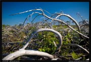 nature/08/_mg_6718x.jpg