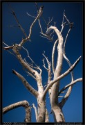 nature/08/_mg_6726x.jpg