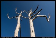 nature/08/_mg_6741x.jpg