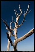 nature/08/_mg_6743x.jpg