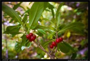 nature/10/_mg_2221x.jpg