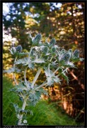 nature/12/_mg_0928x.jpg