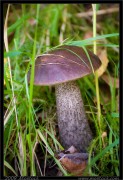 nature/13/_mg_7363x.jpg