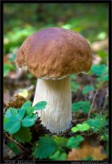 nature/13/_mg_7843x.jpg