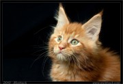 img_0394x_t.jpg