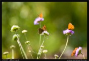nature/16/_mg_4778x.jpg