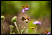 nature/16/_mg_4779x.jpg