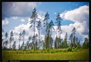 Сосновый лес