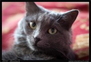 кошка