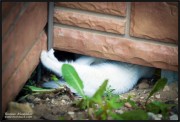 котята, драка