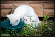 котята, драка