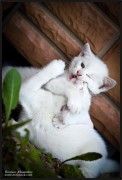 котята, драка