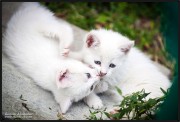 котята, драка