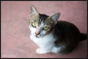 Тайская кошка