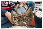 Horseshoe crab (Limulus polyphemus), мечехвост